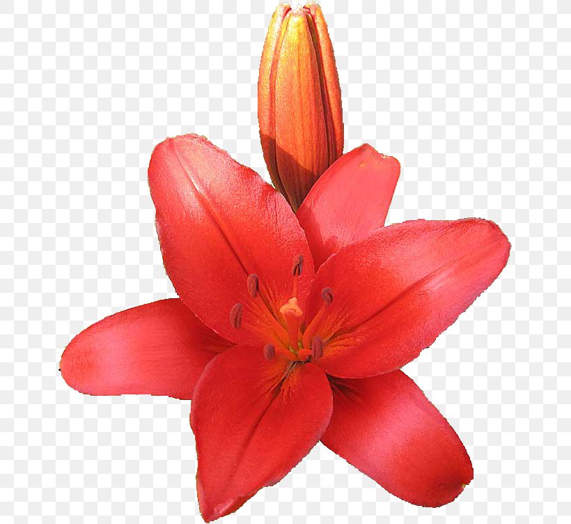 Cut Flowers Petal Lily M, PNG, 653x752px, Cut Flowers, Flower, Flowering Plant, Lily, Lily Family Download Free