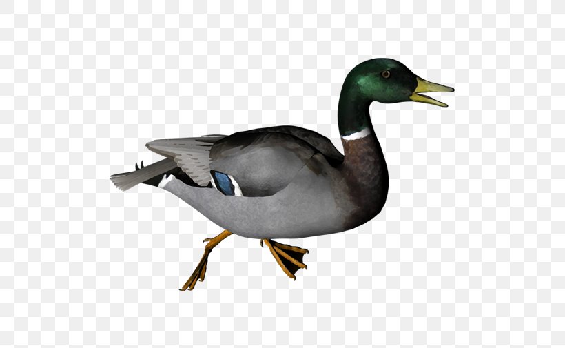 Duck Mallard Clip Art Transparency, PNG, 505x505px, Duck, Beak, Bird, Display Resolution, Ducks Geese And Swans Download Free