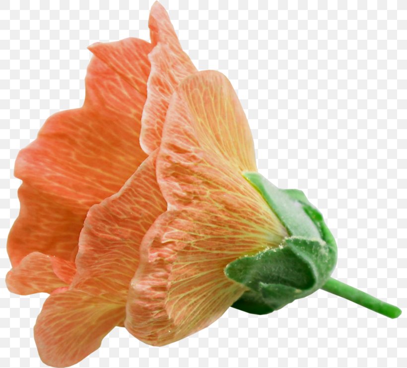Petal Mallows Cut Flowers, PNG, 800x741px, Petal, Cut Flowers, Family, Flower, Mallow Download Free