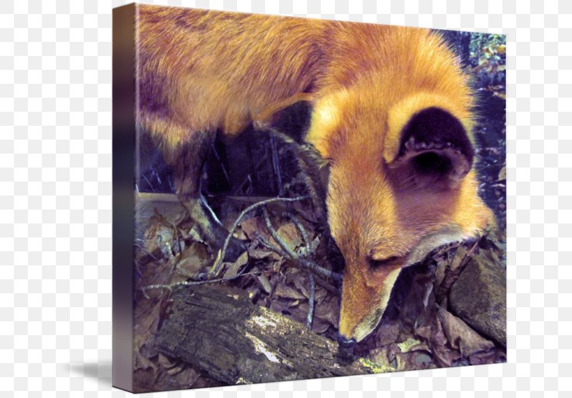 Red Fox Fauna Wildlife Snout Fox News, PNG, 650x570px, Red Fox, Carnivoran, Dog Like Mammal, Fauna, Fox Download Free