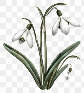 Snowdrops - Single Snowdrop Flower PNG