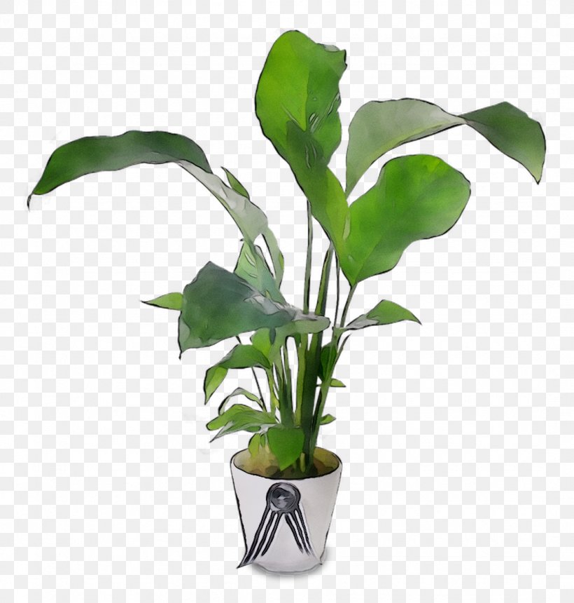 Fiddle-leaf Fig Houseplant Chinese Evergreens Variegation, PNG, 1079x1132px, Fiddleleaf Fig, Alismatales, Alocasia, Anthurium, Arum Download Free