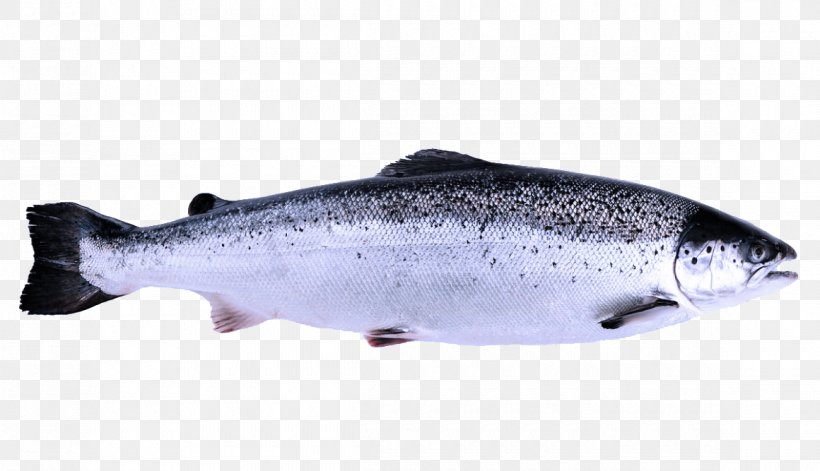 Fish Fish Salmon Coho Salmon-like Fish, PNG, 1160x667px, Fish, Bass, Bonyfish, Coho, Oncorhynchus Download Free