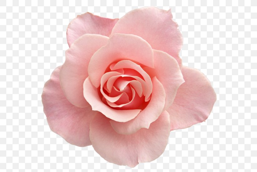 Flower Rose Pink Clip Art, PNG, 600x549px, Flower, Artificial Flower, Blue Rose, Camellia, China Rose Download Free
