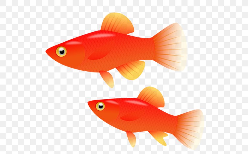 Goldfish Southern Platyfish Clip Art, PNG, 552x510px, Goldfish, Aquarium, Aquariums, Bony Fish, Feeder Fish Download Free