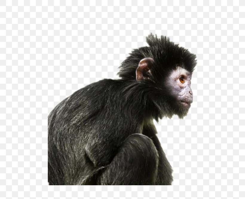 Ape Primate Human Evolution Gorilla, PNG, 500x666px, Ape, Atheism, Belief, Bonobo, Charles Darwin Download Free
