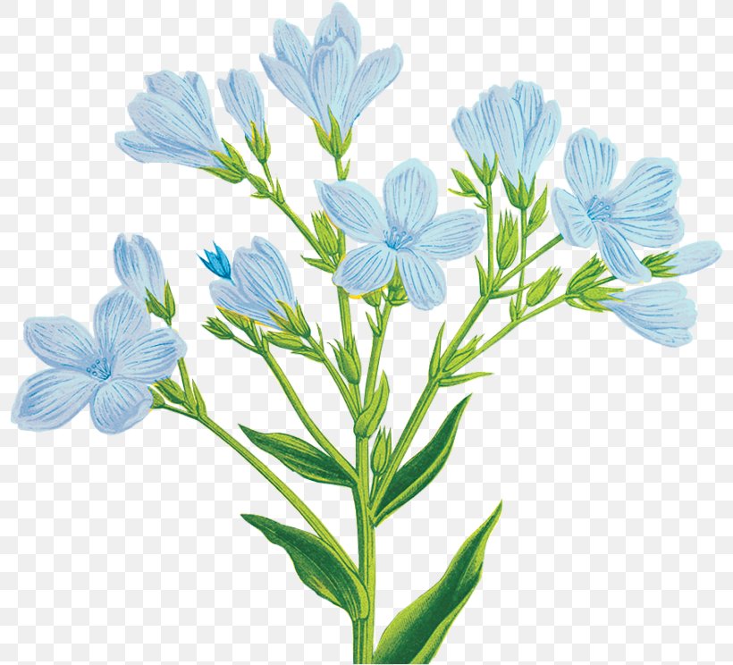 Blue Cut Flowers Clip Art, PNG, 800x744px, Blue, Blog, Cut Flowers, Flax, Flower Download Free