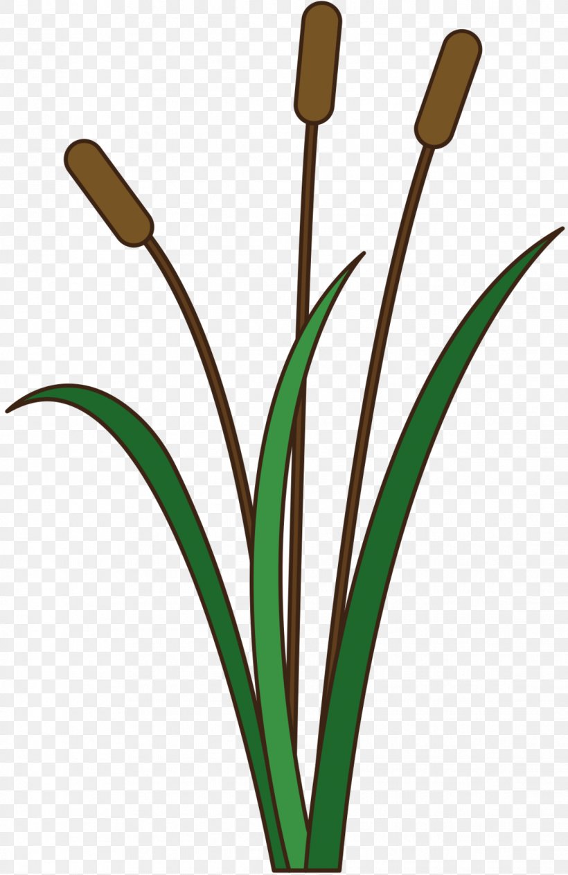 Clip Art Grasses Plant Stem Leaf Line, PNG, 1136x1749px, Grasses, Botany, Cut Flowers, Flower, Flowering Plant Download Free