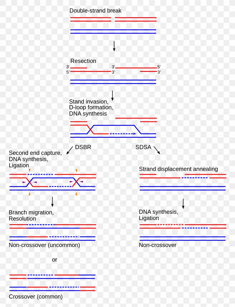 Holliday Junction Chromosomal Crossover Synthesis-dependent Strand Annealing Homologous Recombination Organization, PNG, 2000x2615px, Chromosomal Crossover, Area, Diagram, Dna, Document Download Free