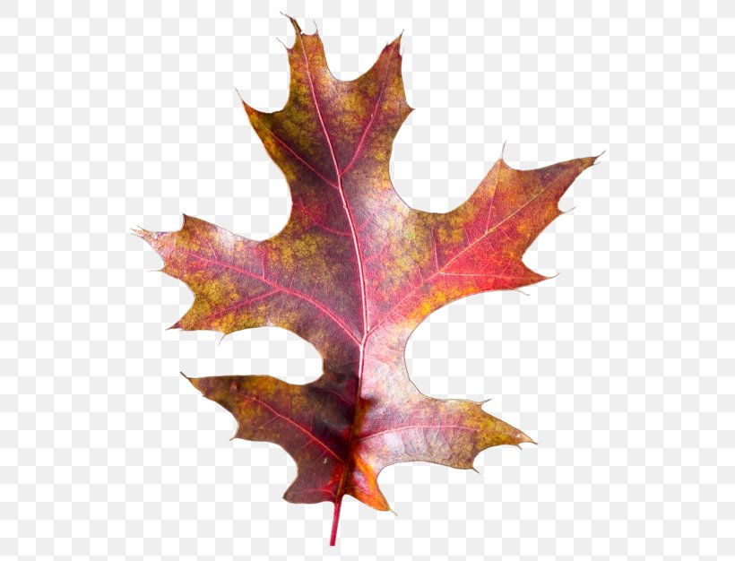 Maple Leaf, PNG, 600x626px, Leaf, Maple, Maple Leaf, Plant Download Free