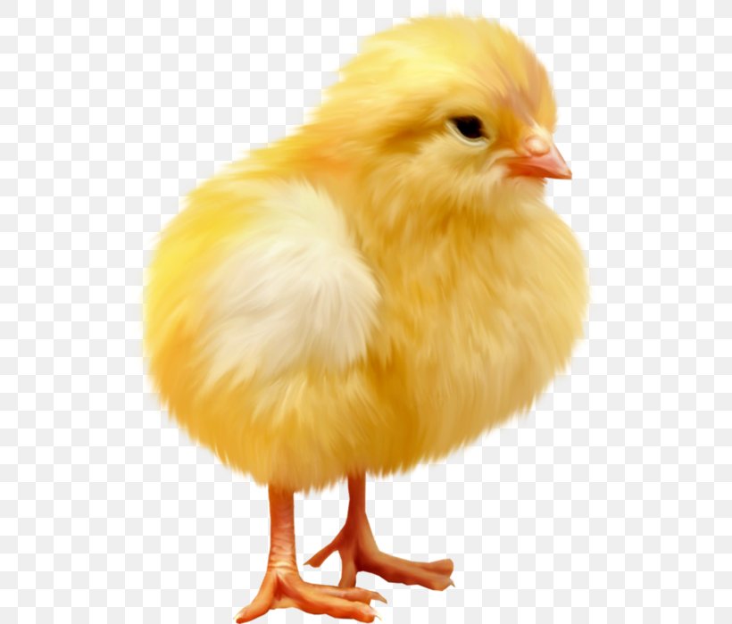 Chicken Poussin Clip Art, PNG, 533x699px, Chicken, Beak, Bird, Chicken As Food, Egg Download Free