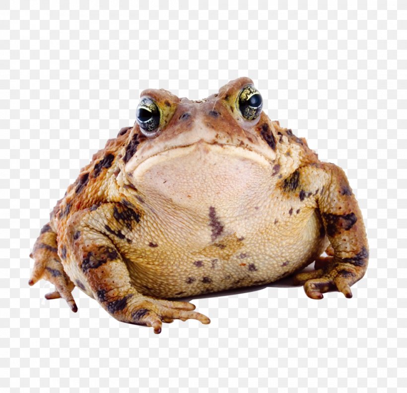 Frog Amphibian American Toad Cane Toad, PNG, 2220x2143px, Frog, American Bullfrog, American Toad, Amphibian, Cane Toad Download Free