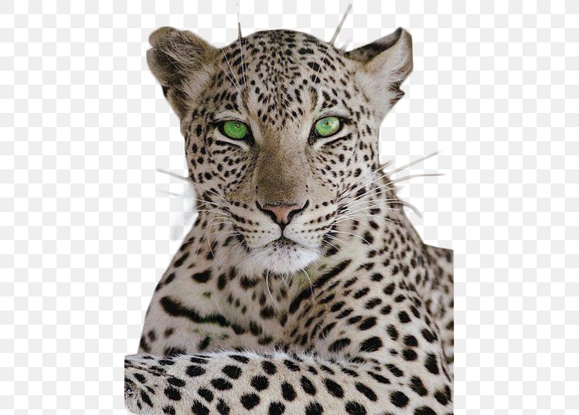 Leopard Cheetah Cat Black Panther Tiger, PNG, 467x588px, Leopard, Animal, Animal Print, Big Cats, Black Panther Download Free