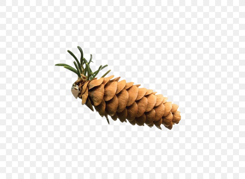 Pine, PNG, 600x600px, Pine, Ananas, Auglis, Conifer Cone, Flower Download Free