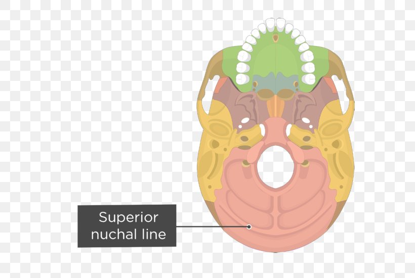 Pterygoid Processes Of The Sphenoid Pterygoid Hamulus Medial Pterygoid Muscle Lateral Pterygoid Muscle Sphenoid Bone, PNG, 704x550px, Pterygoid Processes Of The Sphenoid, Anatomy, Bone, Human Skeleton, Jaw Download Free
