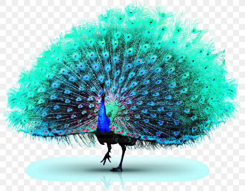 Asiatic Peafowl Green Peafowl, PNG, 994x775px, Asiatic Peafowl, Beak, Feather, Green Peafowl, Jpeg Network Graphics Download Free