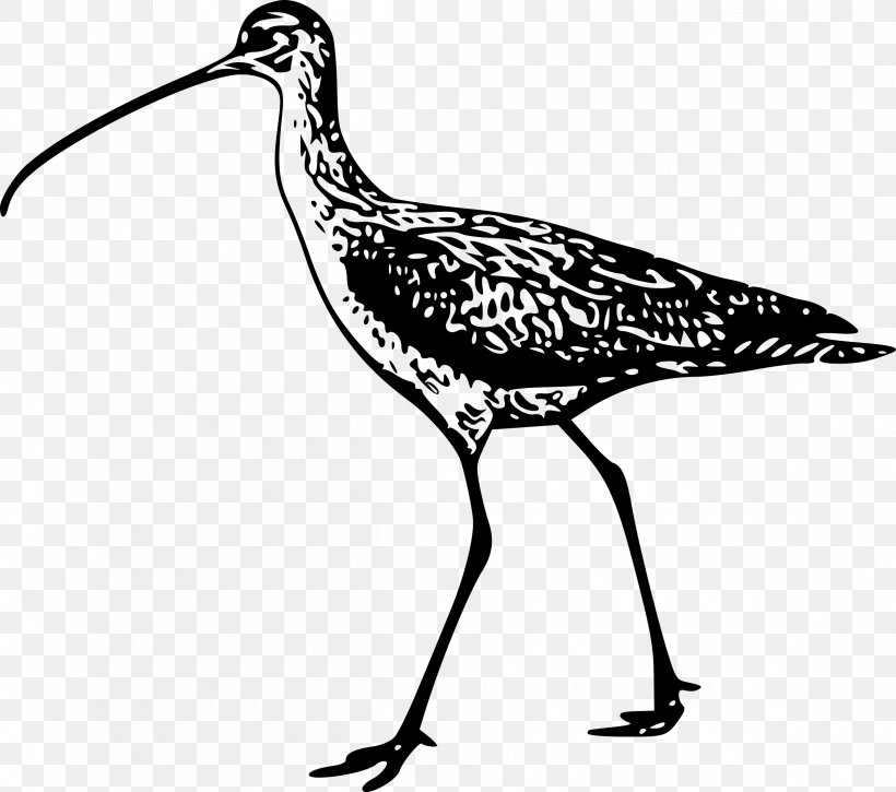 Bird Long-billed Curlew Eurasian Curlew Beak Drawing, PNG, 2400x2124px, Bird, Artwork, Beak, Black And White, Crane Download Free