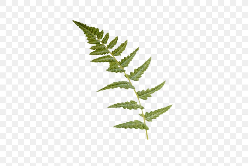 Fern Dryopteris Cristata Leaf Vascular Plant Burknar, PNG, 500x550px, Fern, Burknar, Dryopteridaceae, Dryopteris, Dryopteris Filixmas Download Free