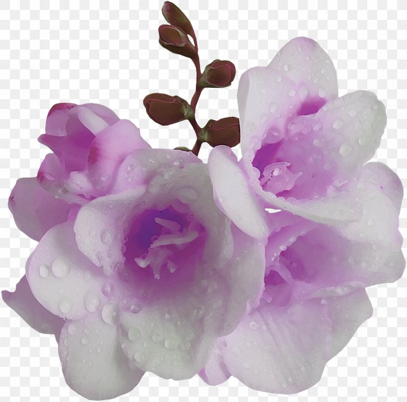 Flower Violet Purple Mauve, PNG, 1200x1187px, Flower, Flowering Plant, Fond Blanc, Herbaceous Plant, Lilac Download Free