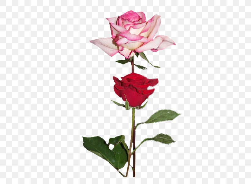 Garden Roses Love Flower Centifolia Roses Floribunda, PNG, 450x600px, Garden Roses, Centifolia Roses, China Rose, Cut Flowers, Flora Download Free