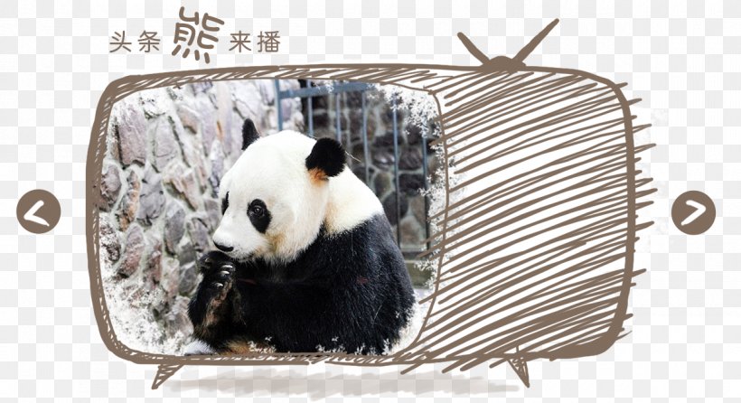 Giant Panda Fauna Snout, PNG, 1200x653px, Giant Panda, Bear, Carnivoran, Fauna, Snout Download Free