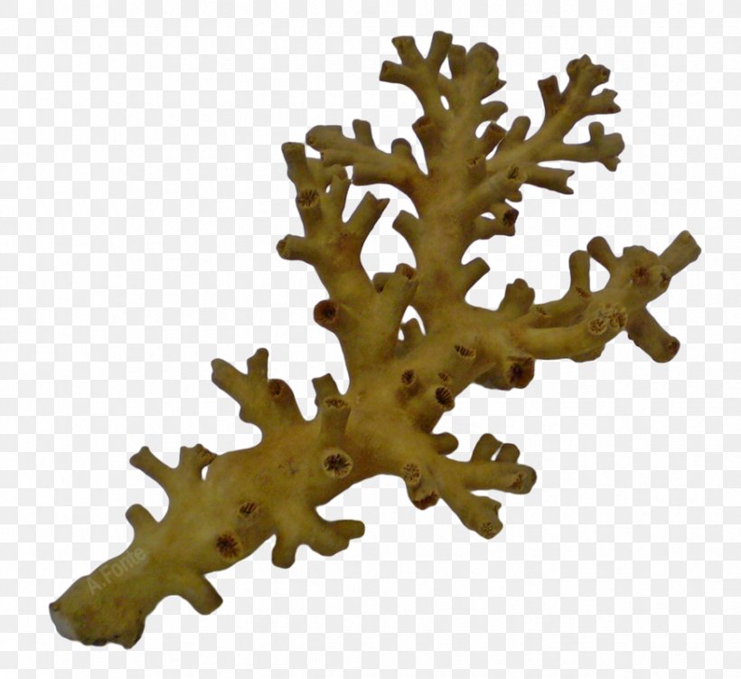 Great Barrier Reef Cnidaria Dendrophyllia Death Threat Sponge, PNG, 873x800px, Great Barrier Reef, Aquatic Animal, Cnidaria, Death, Death Threat Download Free