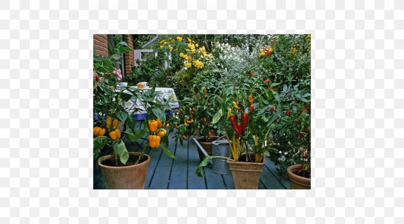 Kitchen Garden Vegetable Gardening Patio, PNG, 1170x648px, Garden, Flora, Flower, Flower Box, Flowerpot Download Free