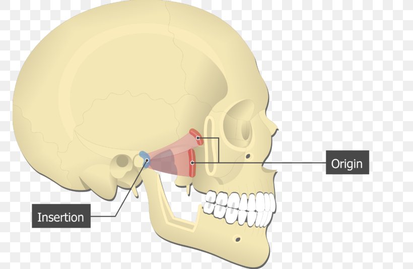 Lateral Pterygoid Muscle Medial Pterygoid Muscle Origin And Insertion Muscles Of Mastication Pterygoid Processes Of The Sphenoid, PNG, 770x533px, Lateral Pterygoid Muscle, Bone, Chin, Ear, Greater Wing Of Sphenoid Bone Download Free