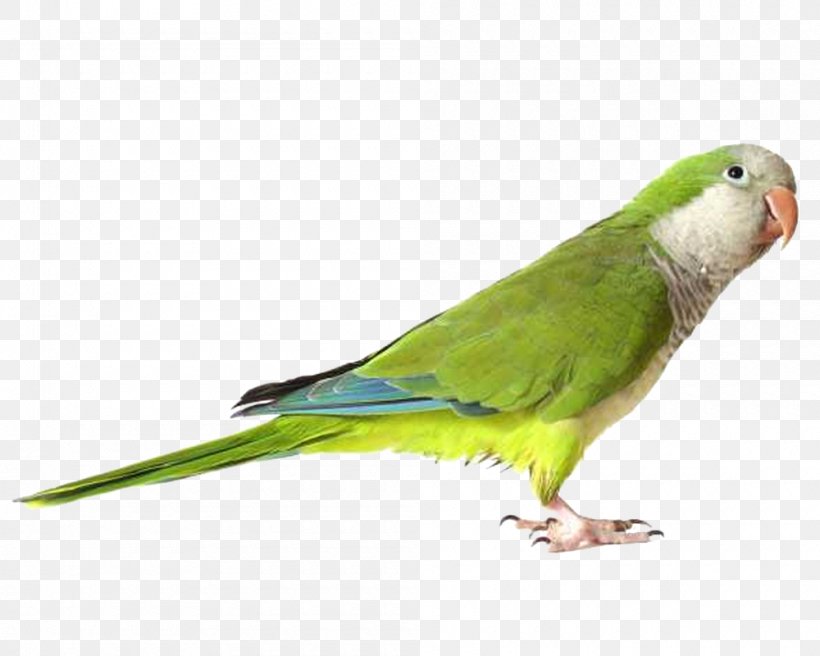 Parrots Of New Guinea, PNG, 1000x800px, Parrot, Beak, Bird, Budgerigar, Common Pet Parakeet Download Free
