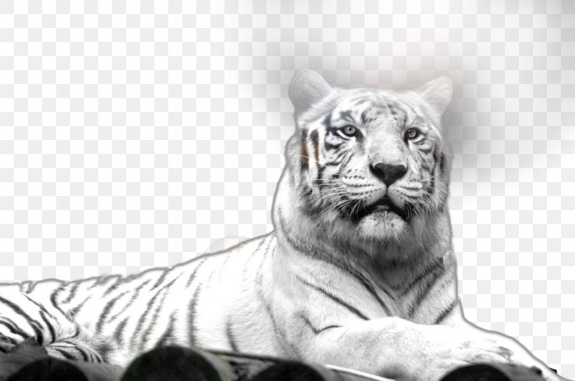 Tiger Lion Whiskers Tapestry Wall, PNG, 1100x731px, Lion, Animal, Bengal Tiger, Big Cats, Black And White Download Free