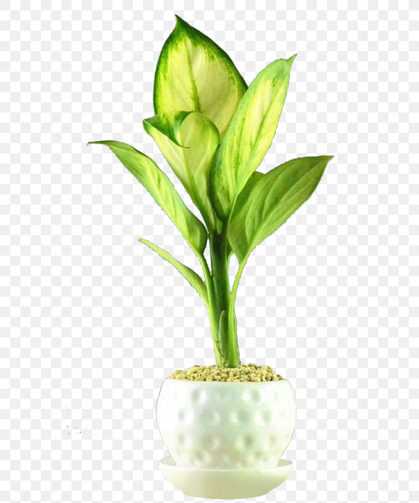 Flowerpot Houseplant Bonsai, PNG, 570x984px, Flowerpot, Bedroom, Bonsai, Chlorophytum Comosum, Devils Ivy Download Free