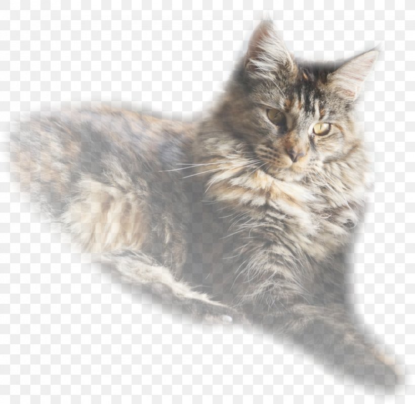 Maine Coon Nebelung Norwegian Forest Cat Asian Semi-longhair Ragamuffin Cat, PNG, 868x845px, Maine Coon, Asian Semi Longhair, Asian Semilonghair, British Semi Longhair, British Semilonghair Download Free