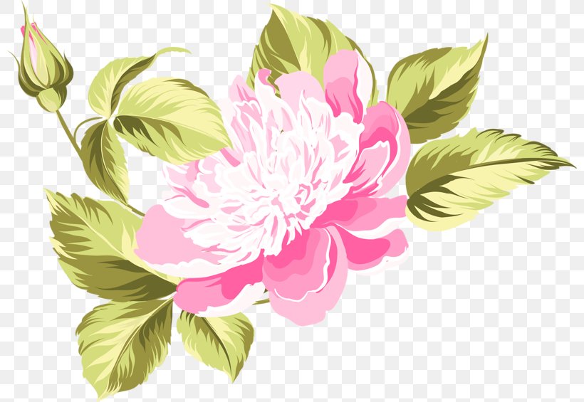 Peony Watercolor Painting Flower Clip Art, PNG, 800x565px, Peony, Blossom, Cabbage Rose, Cut Flowers, Floral Design Download Free
