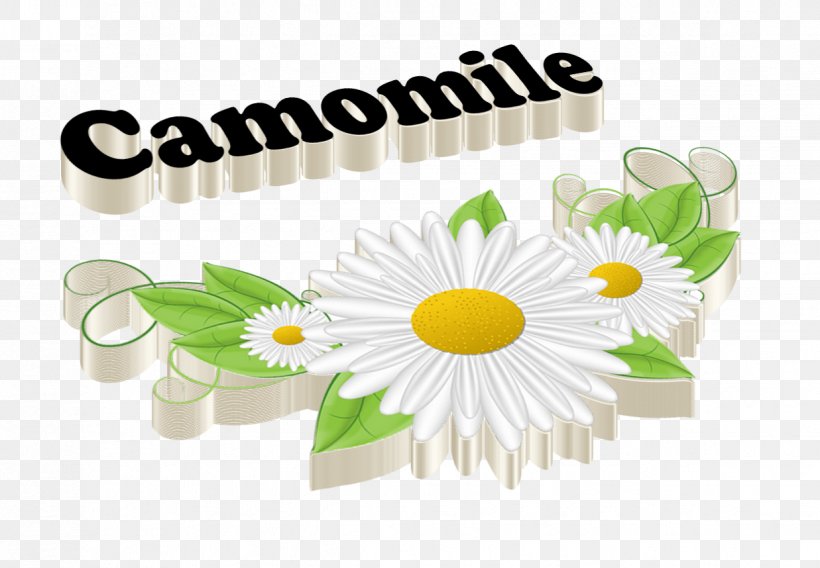 Chamomile, PNG, 1237x858px, Chamomile, Cut Flowers, Daisy, Daisy Family, Display Resolution Download Free