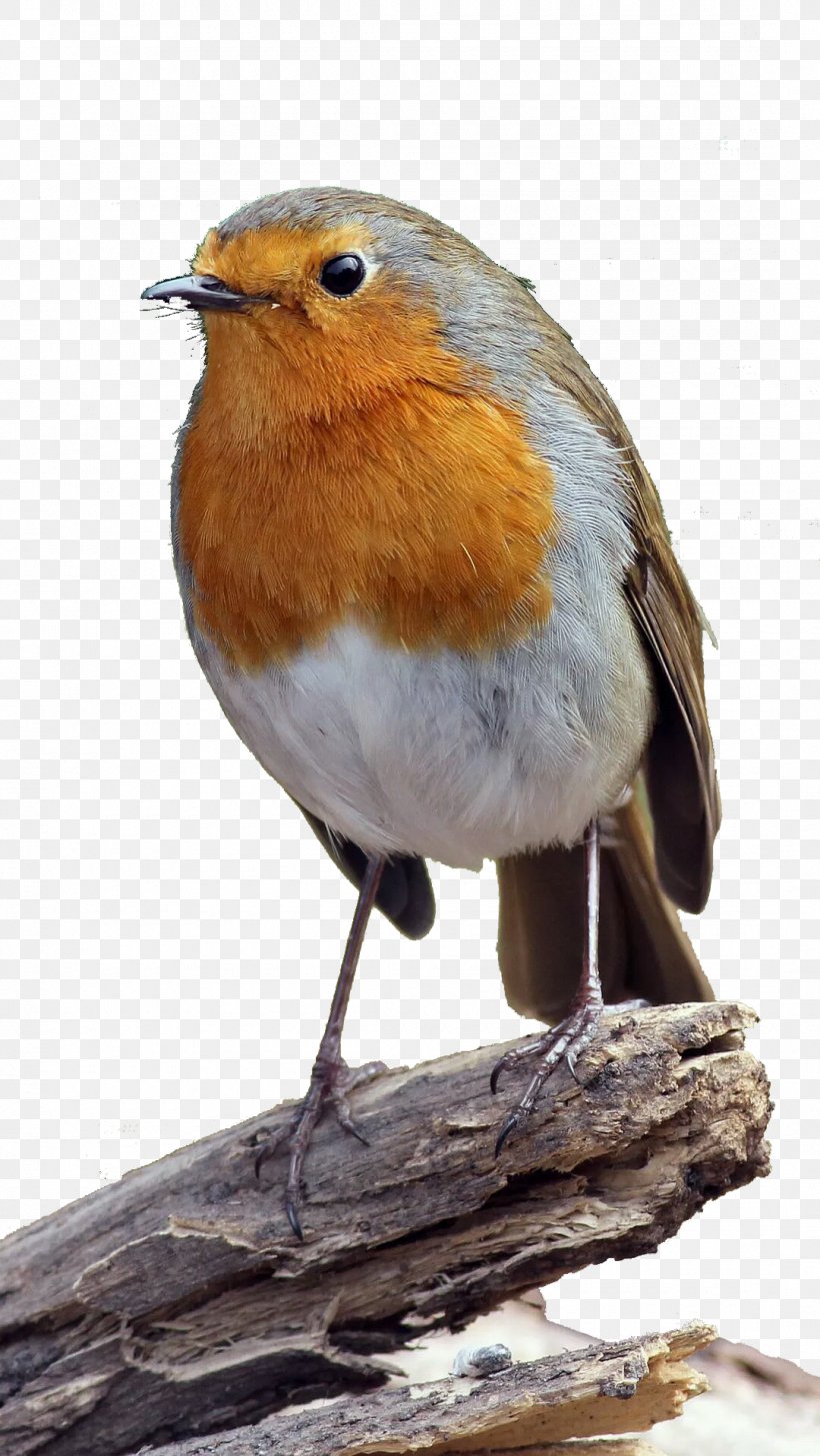 European Robin Bird Common Nightingale Finch Wren, PNG, 1080x1920px, European Robin, Animal, Beak, Bird, Common Nightingale Download Free