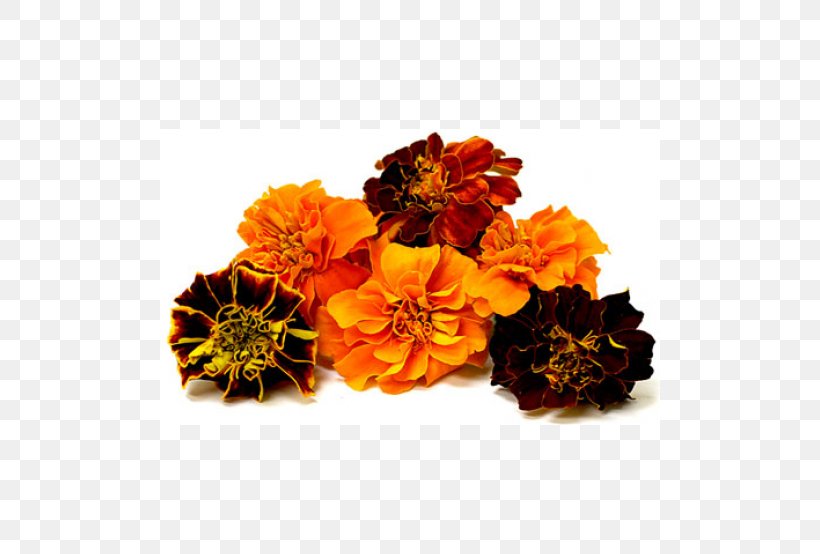 Flower Mexican Marigold Puja Lutein Seed, PNG, 500x554px, Flower, Birth Flower, Calendula Officinalis, Cut Flowers, Daisy Family Download Free