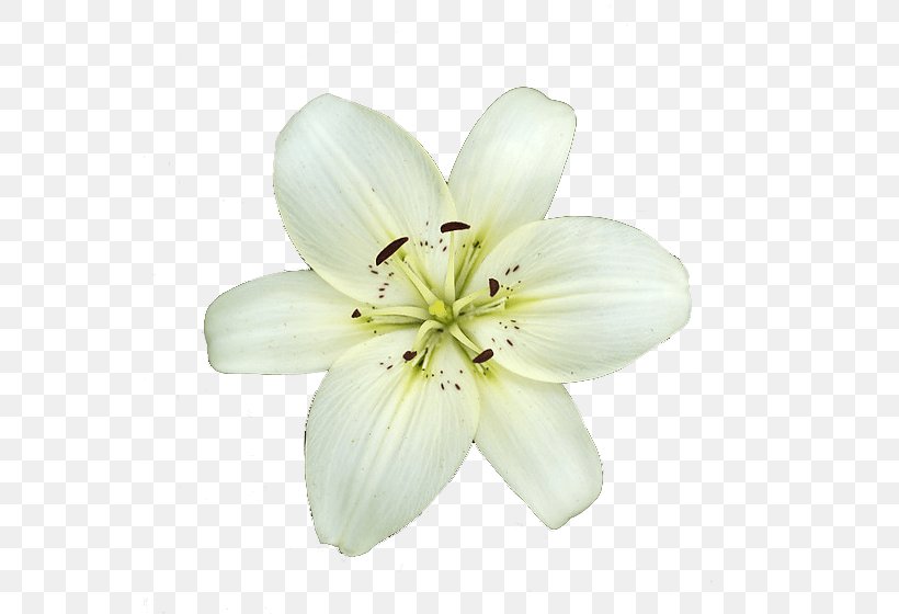 Lilium Candidum Garden Lilies Flower, PNG, 557x560px, Lilium Candidum, Alpha Compositing, Blog, Cut Flowers, Flower Download Free