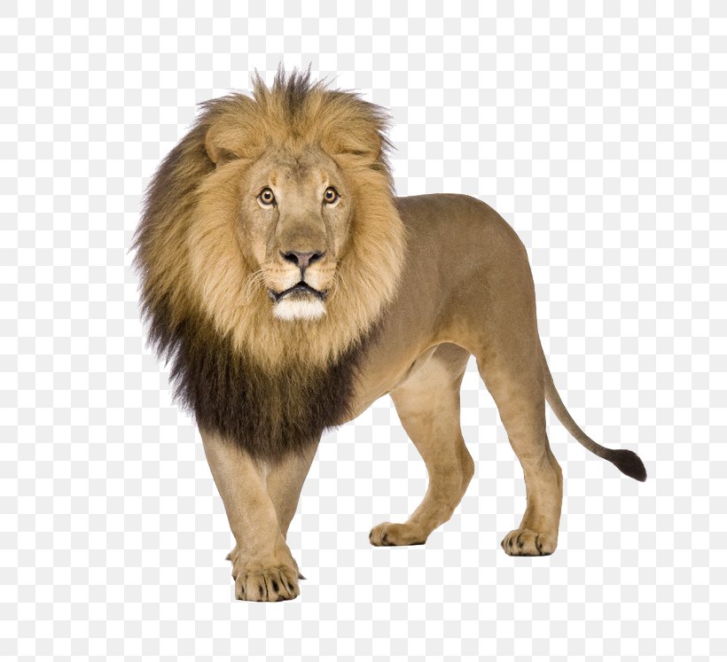 Lion Download, PNG, 800x747px, Lion, Big Cats, Carnivoran, Cat Like Mammal, Fur Download Free