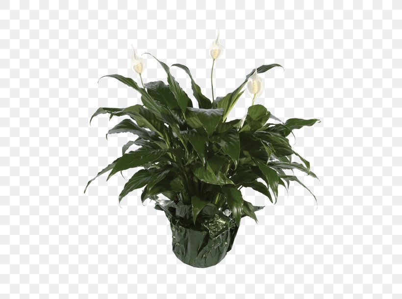 Peace Lily Flowerpot Houseplant, PNG, 500x611px, Peace Lily, Bear, Brown Bear, Flower, Flowering Plant Download Free