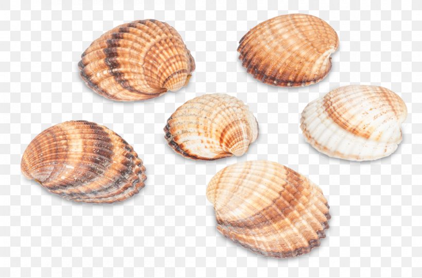 Rough Cockle Veneroida Bivalvia Seashell, PNG, 1200x793px, Cockle, Bag, Bathroom, Bivalvia, Clam Download Free