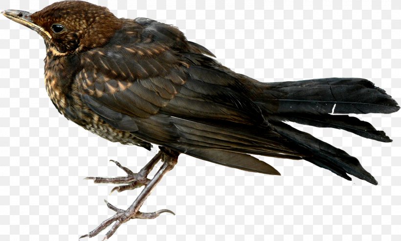 American Crow Finch Blackbird Beak, PNG, 1600x962px, American Crow, Beak, Bird, Blackbird, Common Raven Download Free