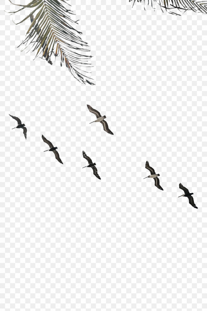 Feather, PNG, 1200x1800px, Bird Migration, Animal Migration, Beak, Biology, Birds Download Free