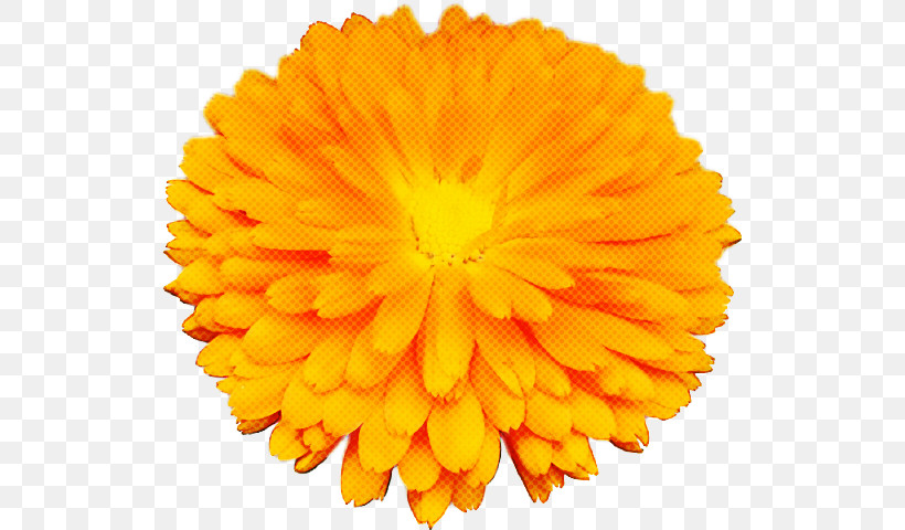 Orange, PNG, 525x480px, English Marigold, Calendula, Flower, Orange, Petal Download Free