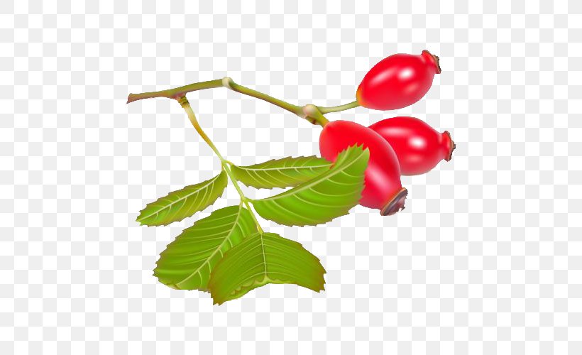 Rose Hip Dog-rose Euclidean Vector Tomato, PNG, 500x500px, Rose Hip, Auglis, Branch, Cherry, Dogrose Download Free