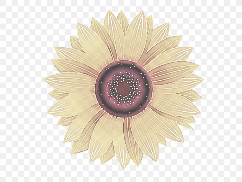 Sunflower, PNG, 713x618px, Gerbera, Beige, Daisy Family, Flower, Petal Download Free