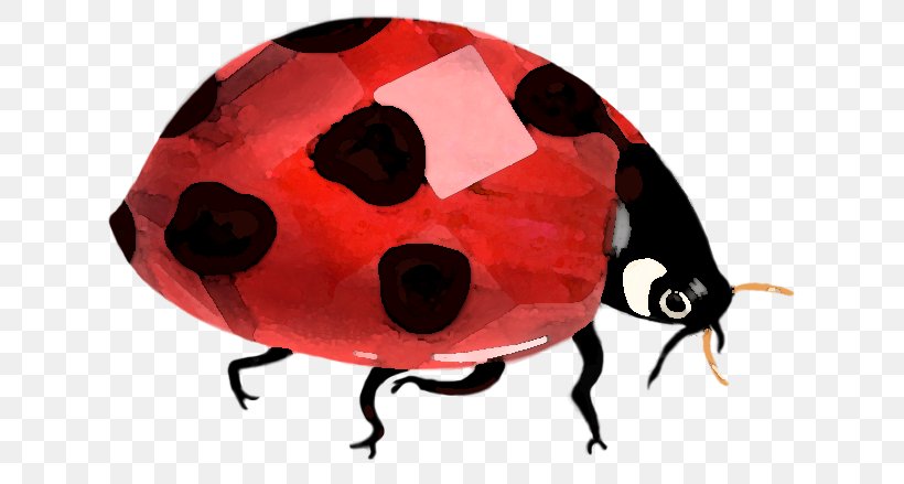 Beetle Lady Bird Clip Art, PNG, 641x439px, Beetle, Insect, Invertebrate, Lady Bird, Ladybird Download Free