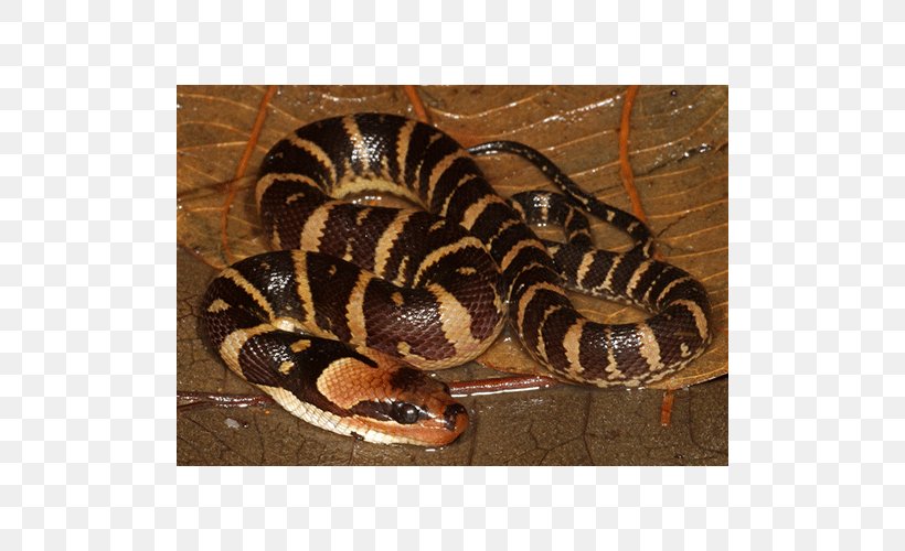 Boa Constrictor Hognose Snake Rattlesnake Kingsnakes Vipers, PNG, 500x500px, Boa Constrictor, Animal, Boas, Colubridae, Fauna Download Free