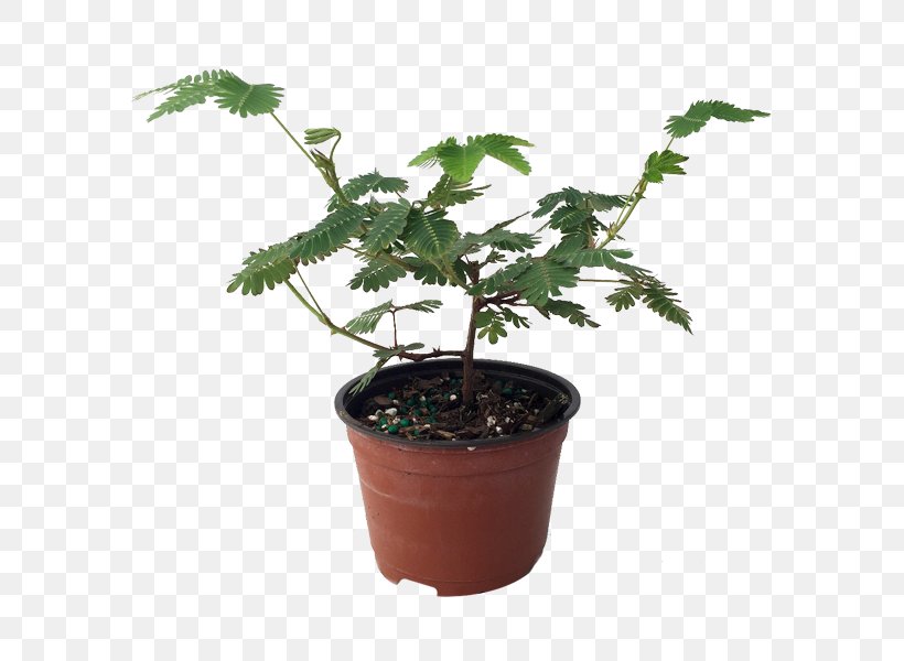 Mimosa Pudica Fruit Tree Plants Houseplant, PNG, 600x600px, Mimosa Pudica, Acacia Dealbata, Apricot, Blossom, Flower Download Free