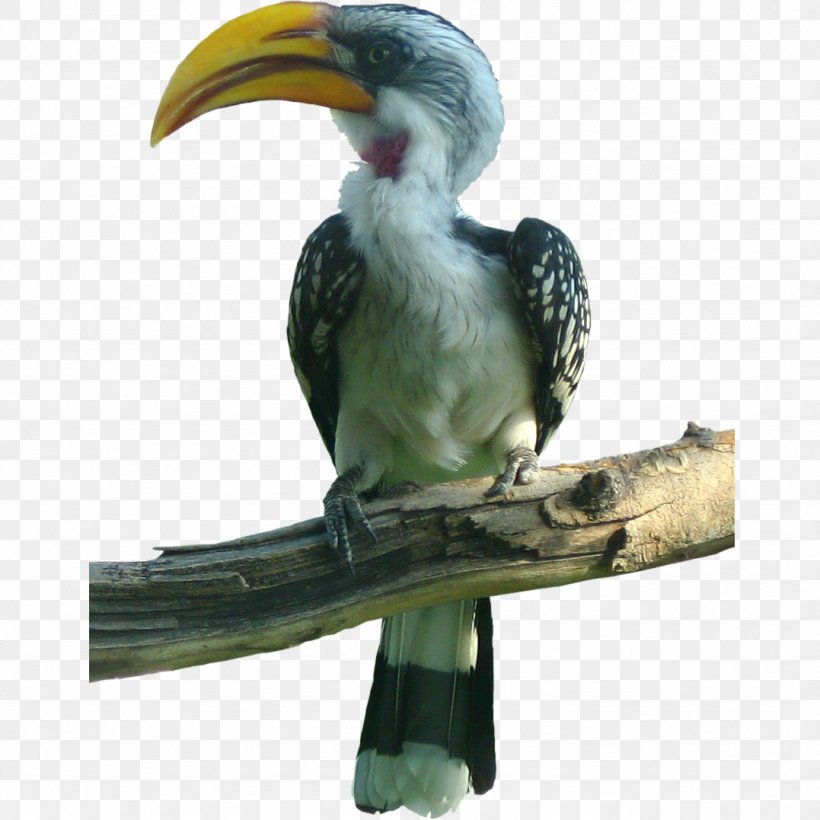 Bird Toucan Hornbill, PNG, 1077x1077px, Bird, Animal, Beak, Coraciiformes, Fauna Download Free