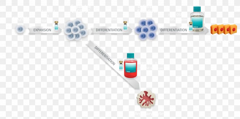 Chondrocyte Cellular Differentiation Induced Pluripotent Stem Cell Embryonic Stem Cell, PNG, 2048x1018px, Chondrocyte, Brand, Brush, Cartilage, Cell Download Free